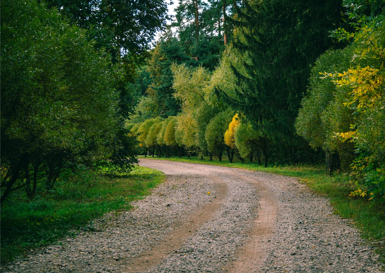 A gravel driveway curves through a lush green landscape, lined with trees and bushes on both sides.