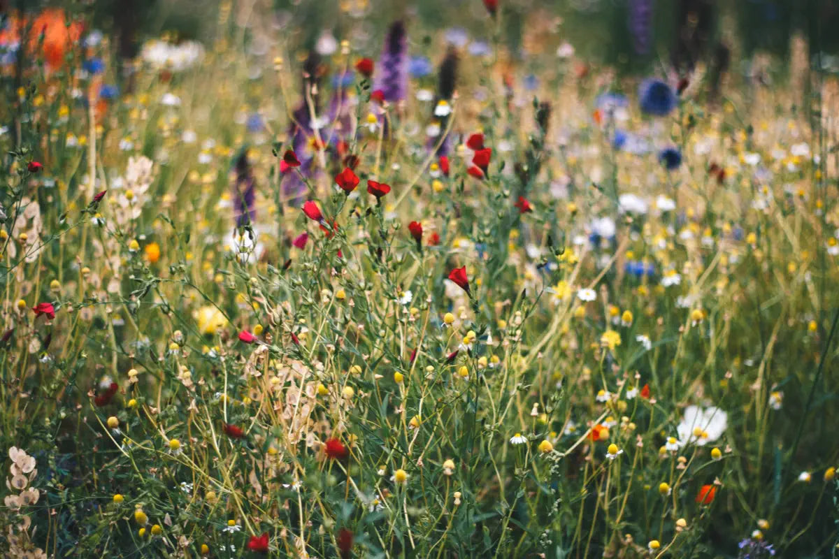 wild garden meadow with lots of flowers and grass